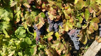 Diodoros Nero d'Avola