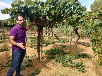Gorghi Tondi vines
