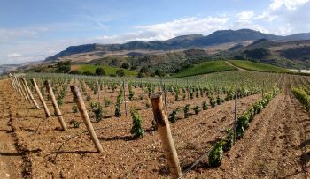 Baglio di Pianetto vines 1