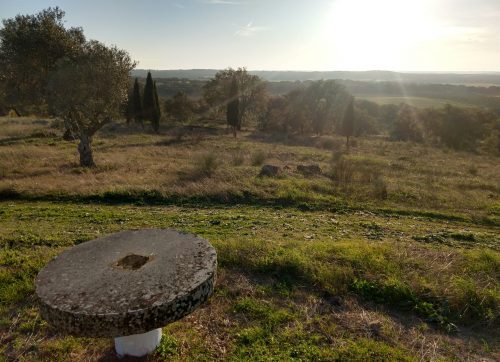 Coelheiros vineyard 2
