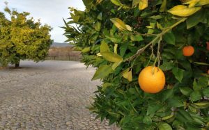 Alentejo Postcard, Part 4 (or “The Cake Doesn’t Need Icing” – Tasting Cortes de Cima)