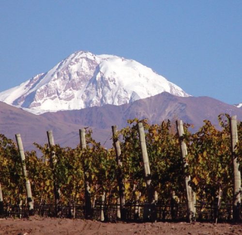 CARO vineyard