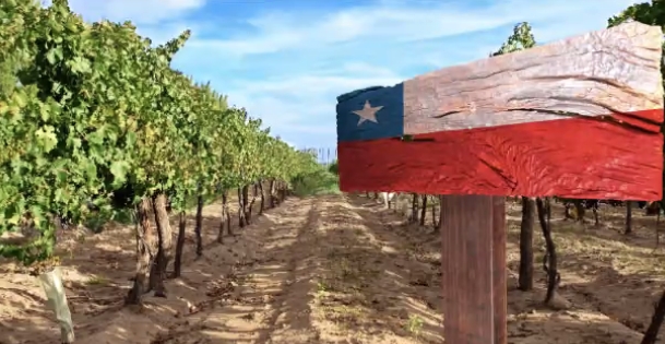 Chile vines
