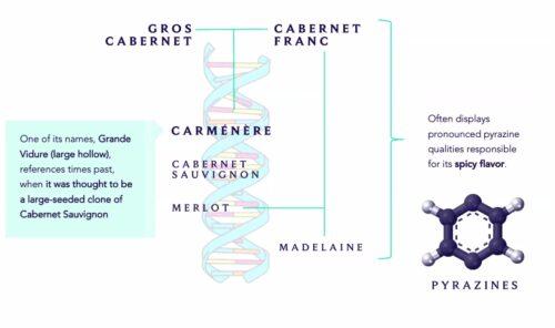 A Carménère Reckoning: Revisiting Chile’s Rowdy, Oft-Reviled Red