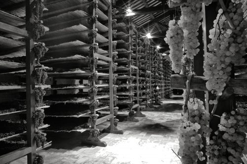 Avignonesi drying grapes