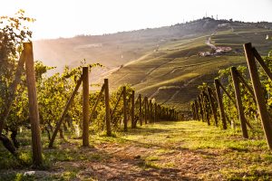 Wine In the Time of Coronavirus, Part 60: Nebbiolo, Six Ways (Tenuta Carretta Recent Releases)
