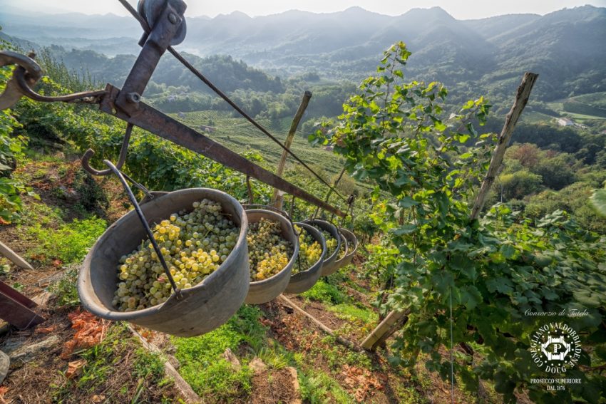 Conegliano Valdobbiadene harvest