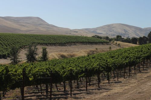 Ghielmetti Vineyard Livermore
