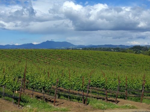 Williams Seylem Estate vineyard
