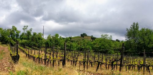 Old Vines Somontano