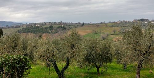 Antoneli view