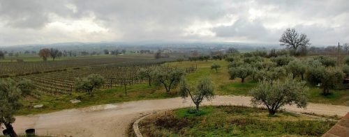 Perticaia view