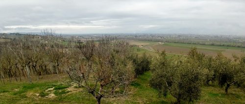 Romanelli vines