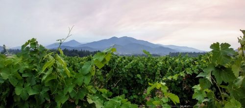 Troon vineyard 1