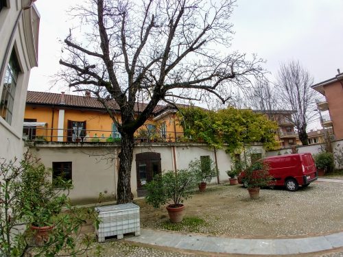 Scarpa's tree
