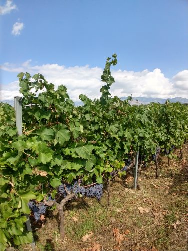 Donnafugata Etna vines