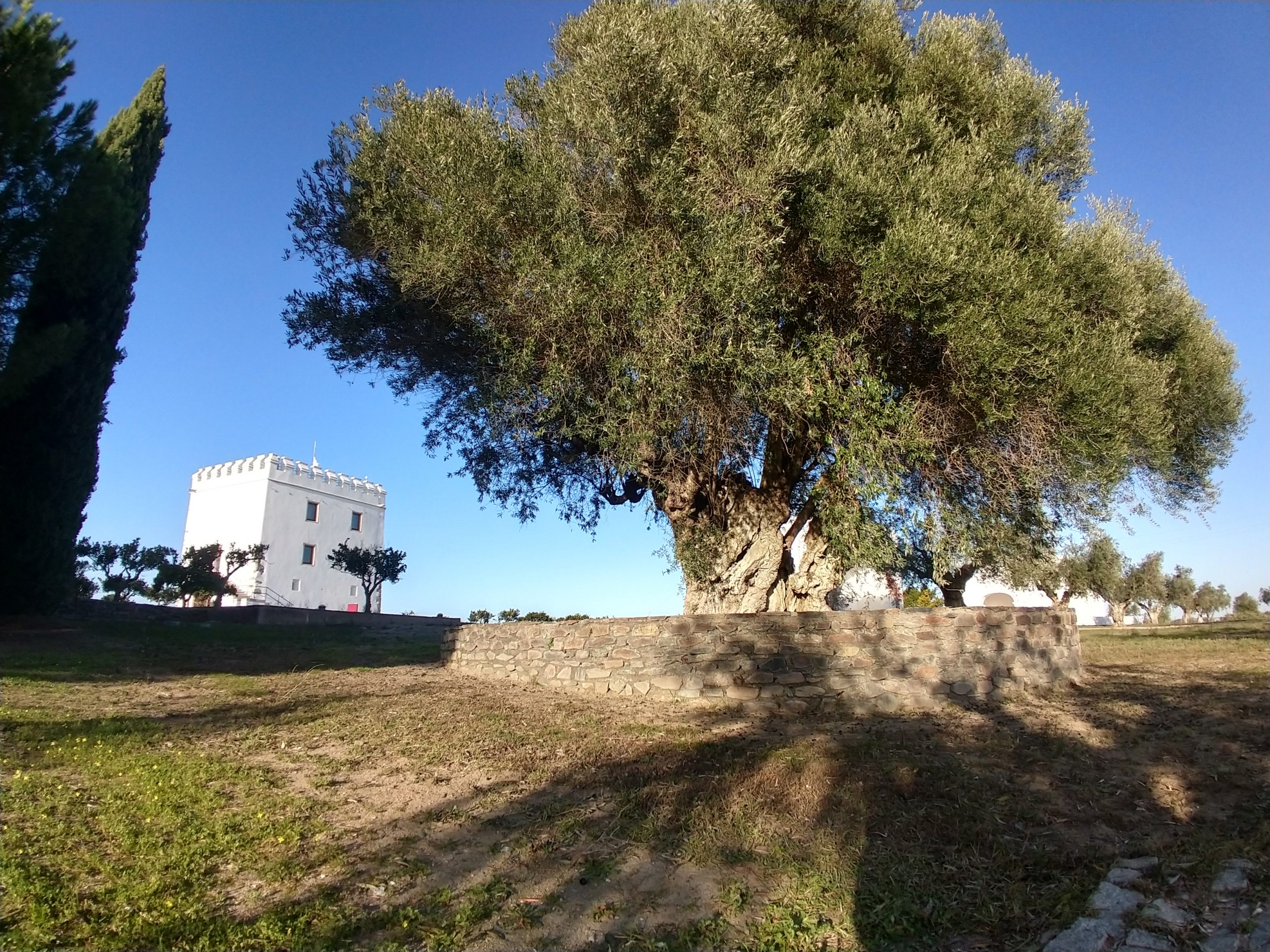 Esporão tower and olive tree