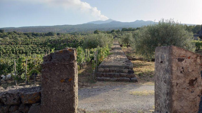 Torre Mora vineyard view