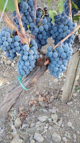 Torre Mora Nerello Mascalese