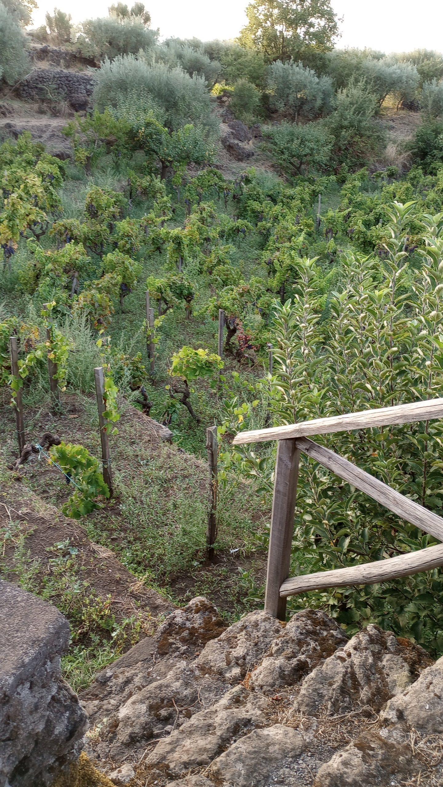 Pietradolce old vines