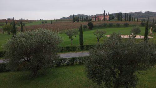 Collio rainy vineyard