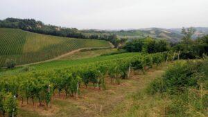 Cool Wines In Overly Hot Climes (Tasting Through Romagna’s Faenza)