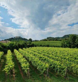 Serenity and Chaos (Postcard from Asolo Prosecco Superiore, Part 2)