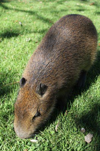 Uruguay Capybara