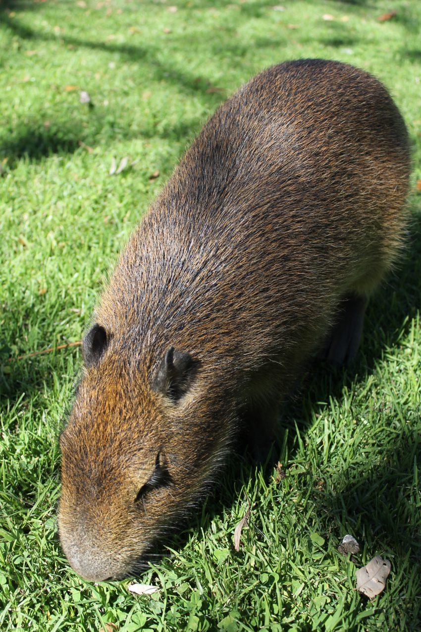 Uruguay capybara