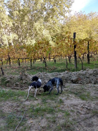 Loghi - truffle dogs