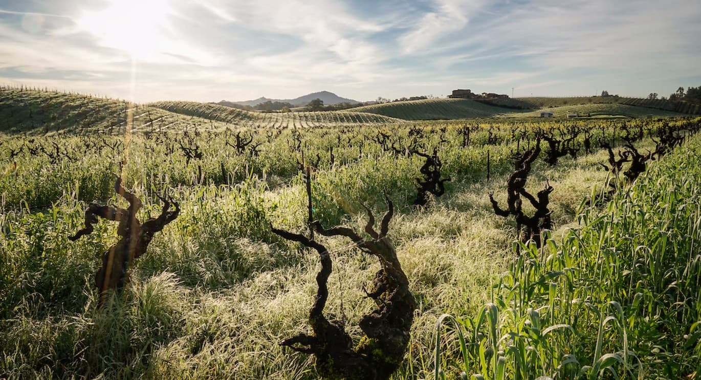 Wine in the Time of Coronavirus, Part 15 (Tasting Legendary Zinfandel Vineyards)