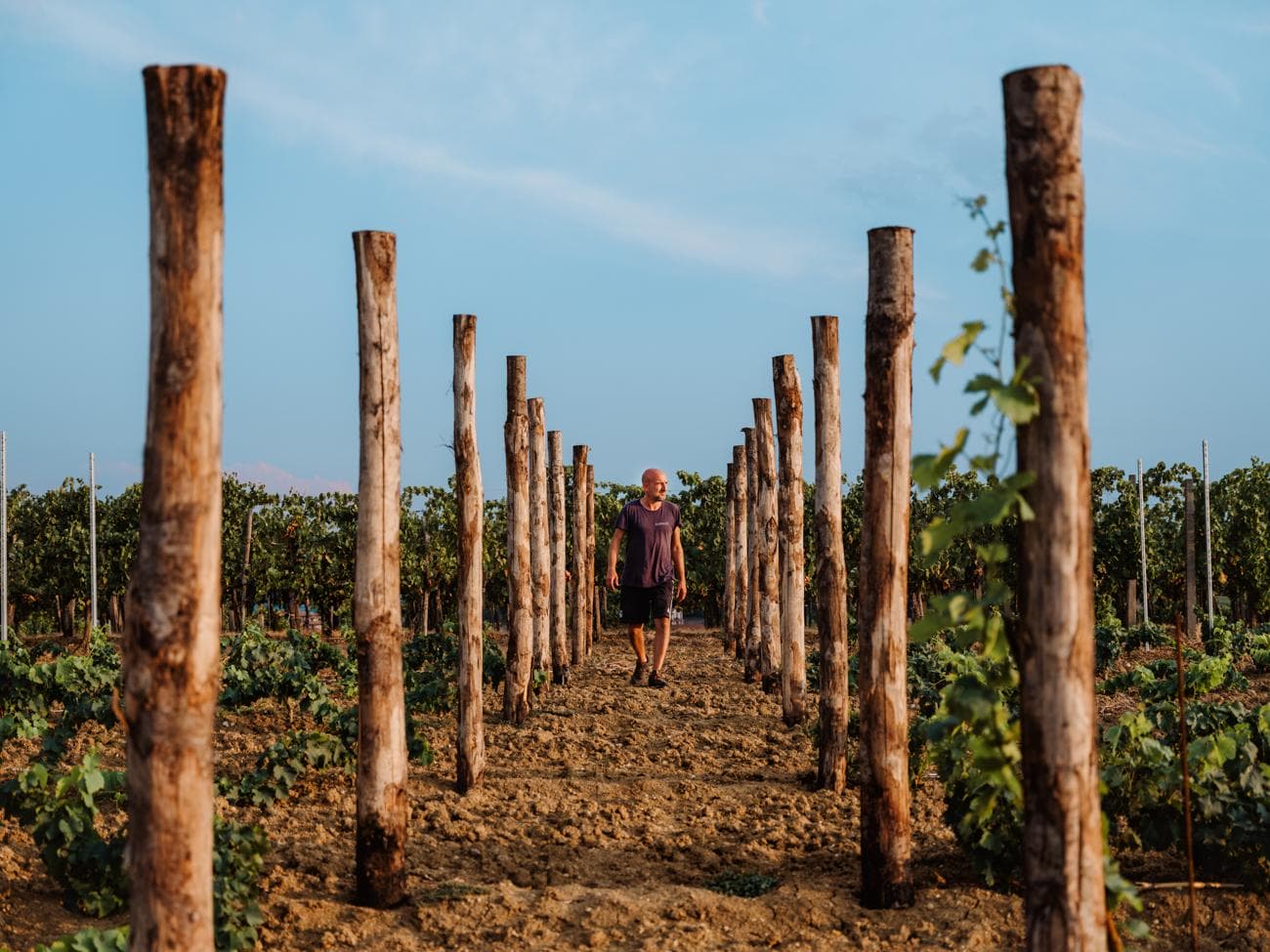 Grenache By Any Other Name (Madrevite Recent Releases)