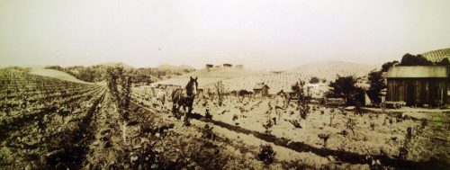Maple vineyard - 1930