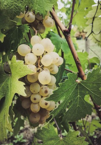 Nascetta grape bunch