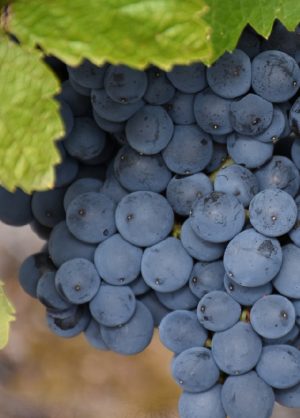 Carignan, My Wayward Son (Chile’s Carignan Renaissance for NVWA)