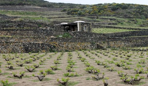 Pantelleria vines