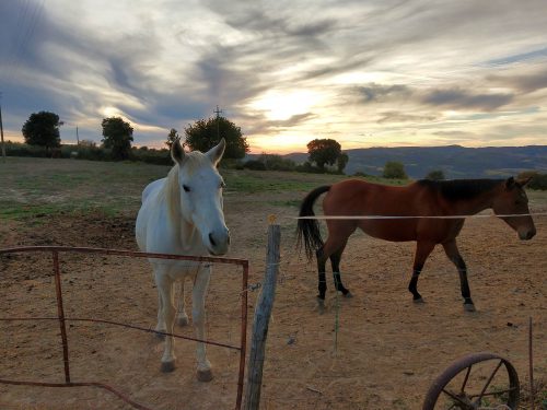 Poggio Grande horses