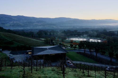 Saracina vineyards