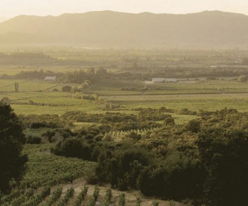 Terra Noble vines