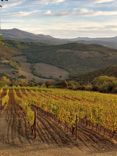 Terre Senesi vineyards