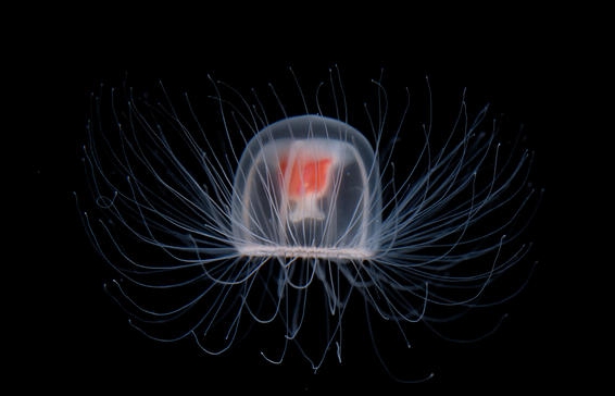 Turritopsis dohrnii