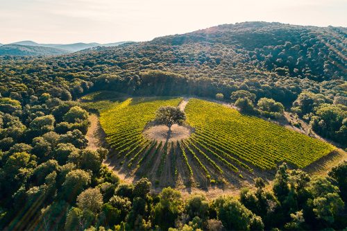'Ventaglio' vineyard