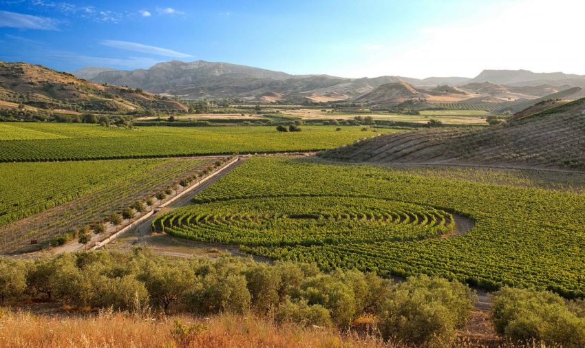 Librandi spiral vineyard