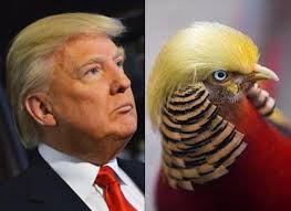Trump bird