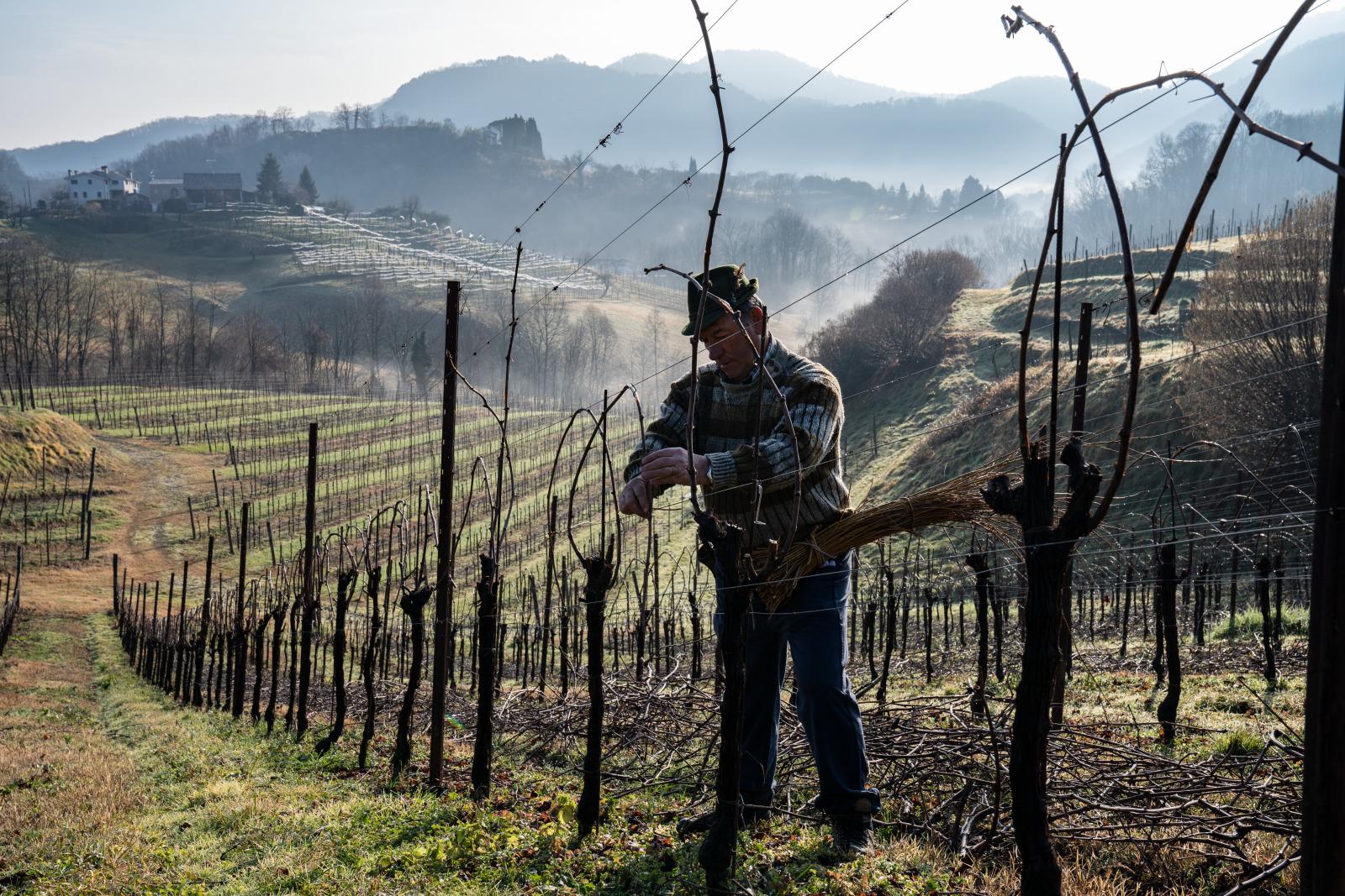 Asolo pruning